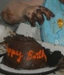 Birthday cake eaten with fingers