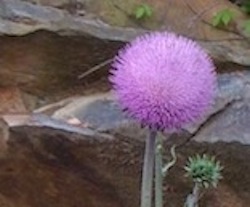 Thistle bloom